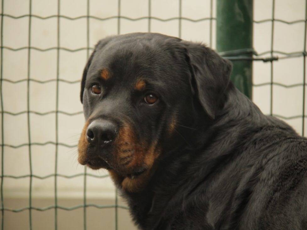 Adotta un cane, maschio, 2 anni e 11 mesi, Lodi