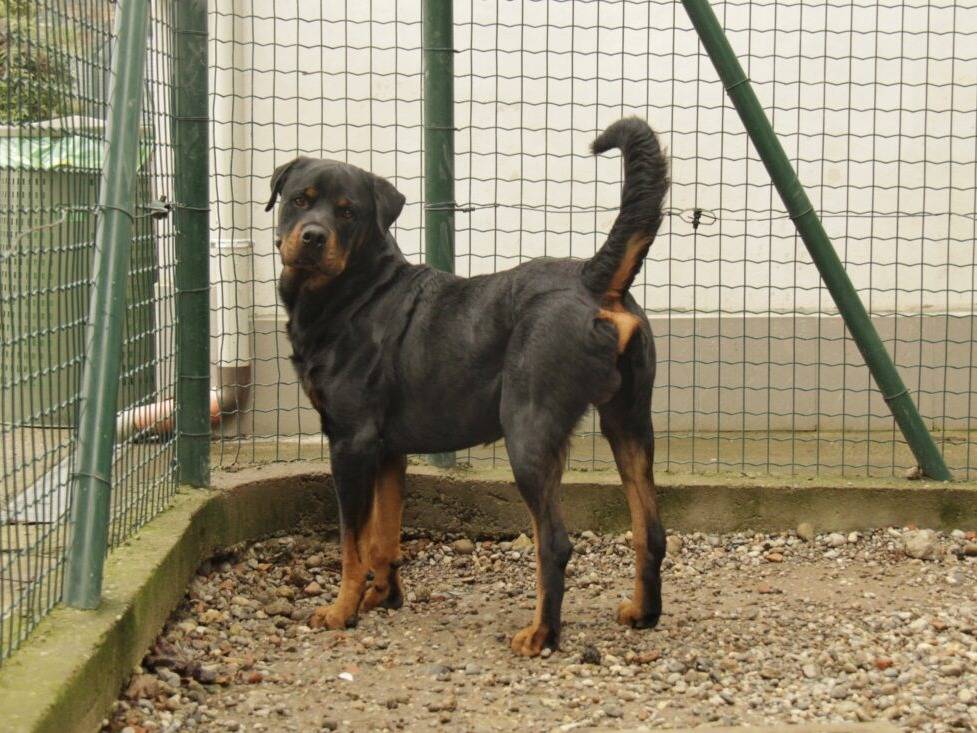 Adotta un cane, taglia grande, maschio, Lodi