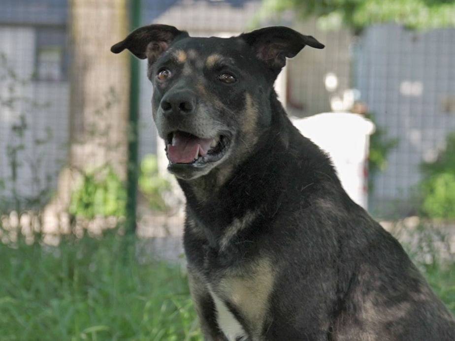 Adotta un cane, taglia grande, maschio, Lodi