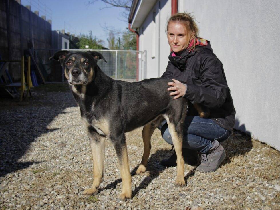 Adotta il cane ROCKY a Lodi