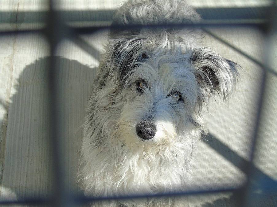 Adotta un cane, femmina, 4 anni, Lodi