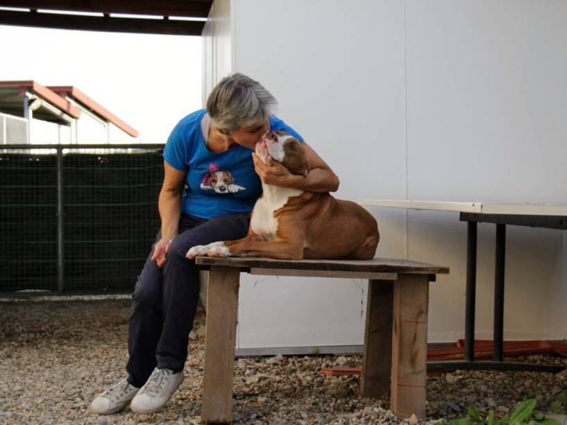 Adotta un cane, taglia media, maschio, Lodi