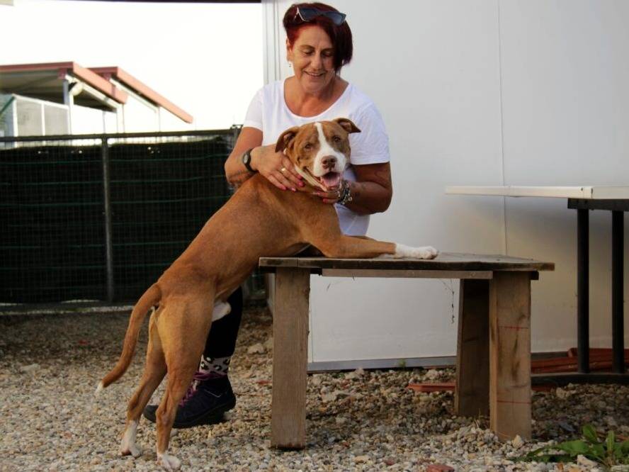 Vuoi adottare un cane a Lodi?
