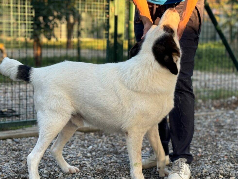 Vuoi adottare un cane a Lodi?