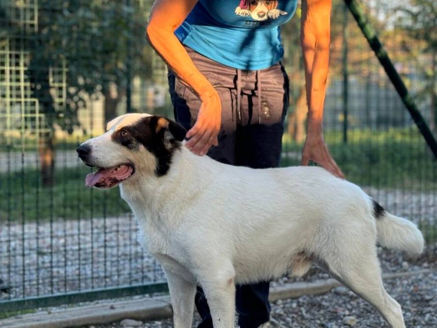 Adotta il cane PINOT a Lodi