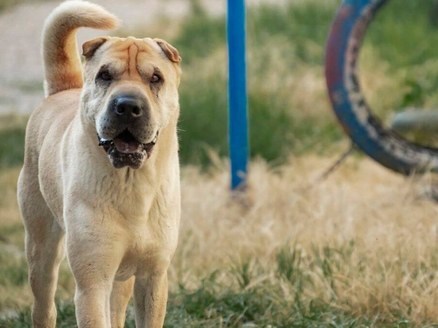 Adozione cane, maschio, Shar Pei Razza sconosciuta, 12 anni, taglia grande, Lodi