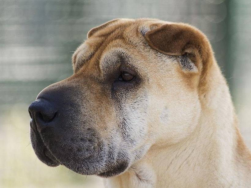 Adotta un cane, taglia grande, maschio, Lodi