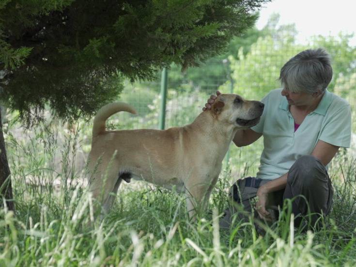 Vuoi adottare un cane a Lodi?