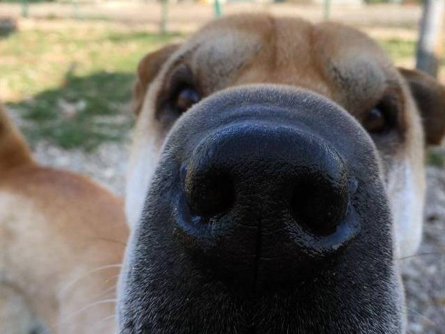 Adotta il cane Down a Lodi