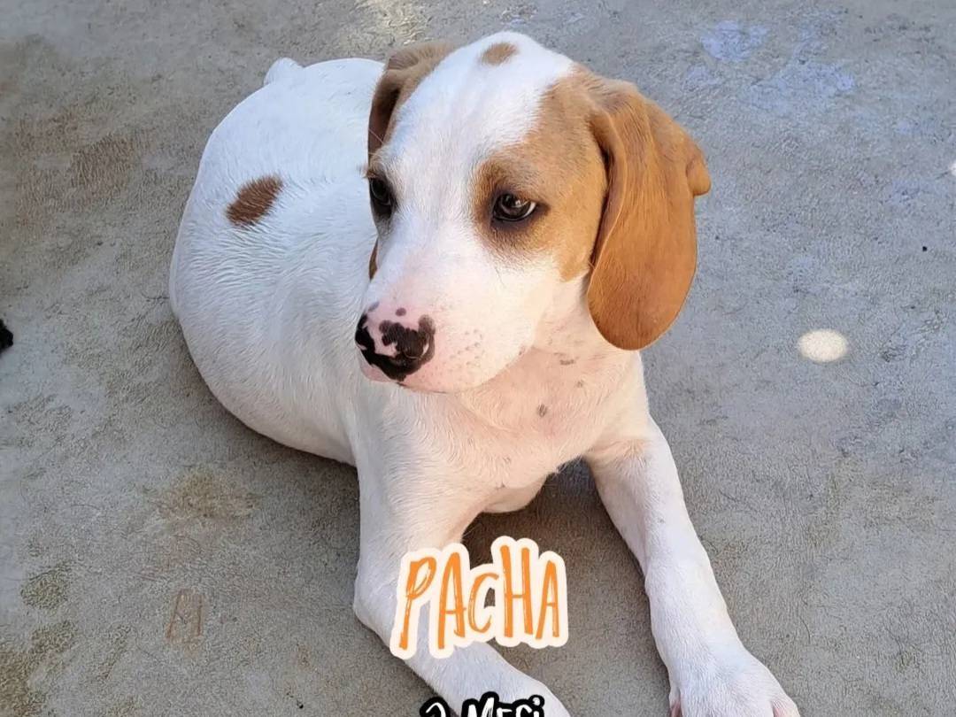Adozione cane, maschio, Setter Inglese Razza sconosciuta, 3 mesi, taglia piccola, Caserta