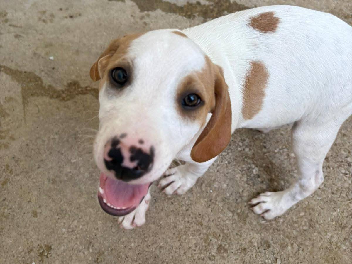 Adotta un cane, taglia piccola, maschio, Caserta