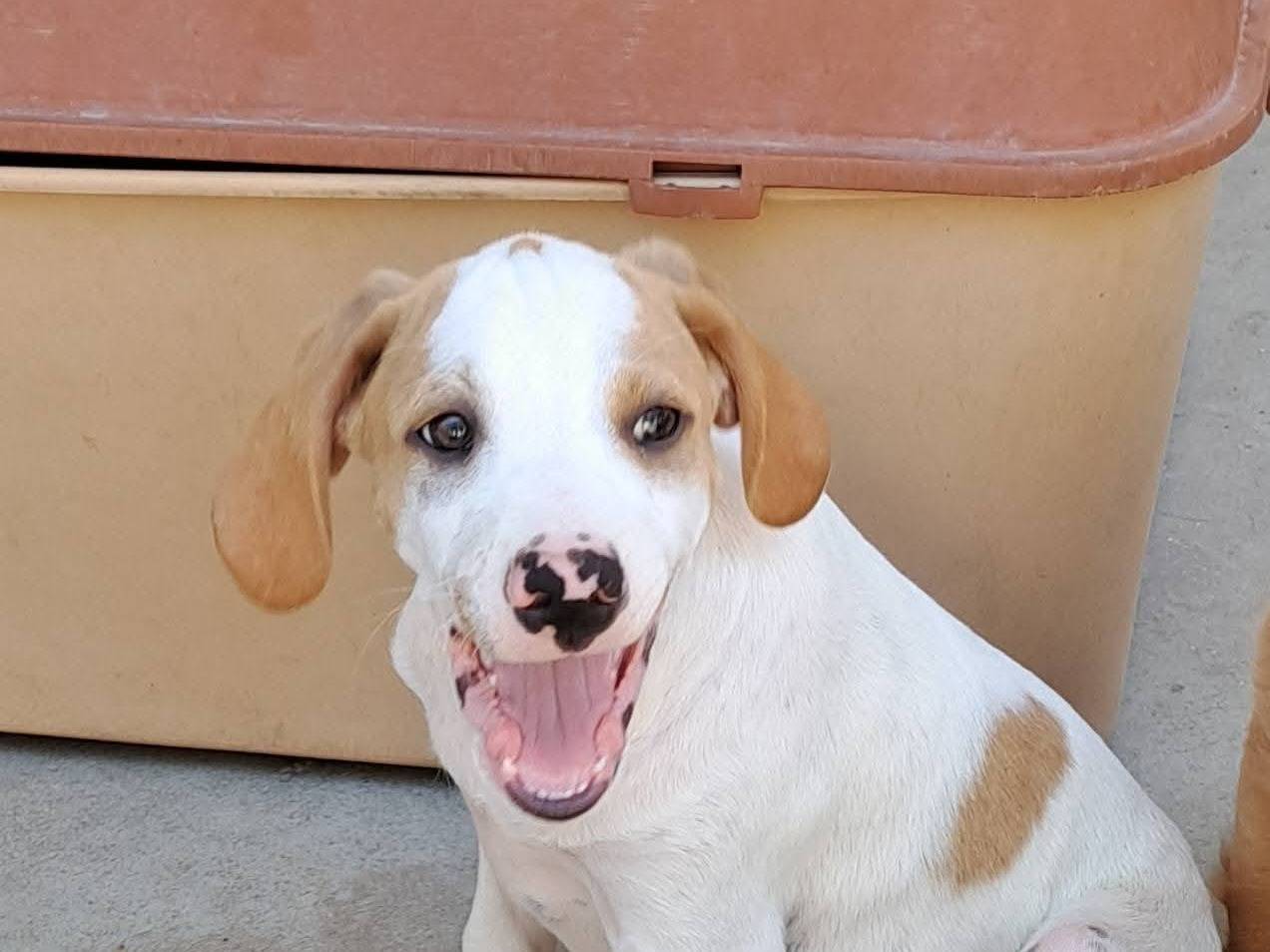 Vuoi adottare un cane a Caserta?