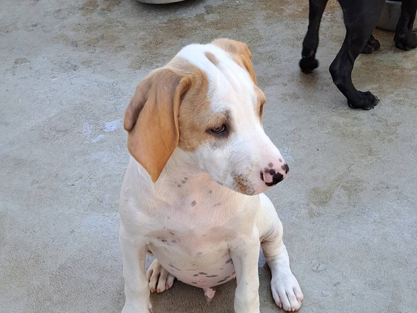 Adotta il cane Pacha a Caserta