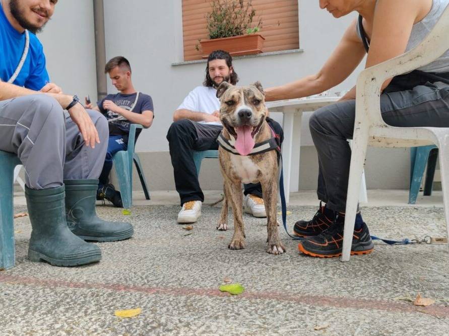 Vuoi adottare un cane a Lodi?