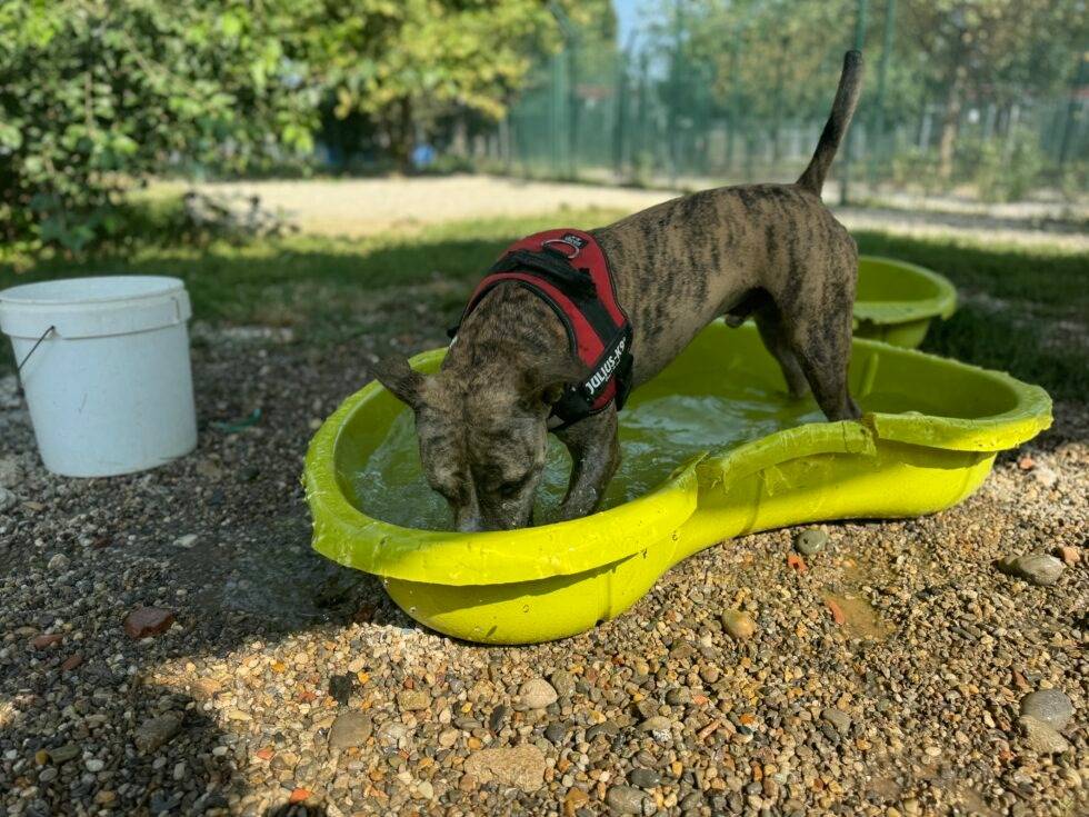 Adotta il cane Joy a Lodi