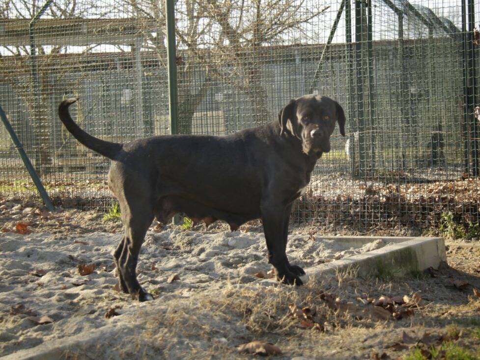 Vuoi adottare un cane a Lodi?