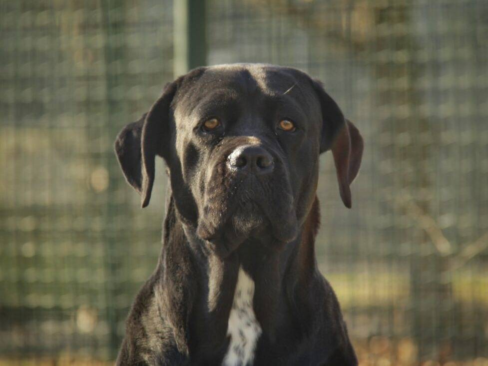 Adotta il cane SALVIA a Lodi