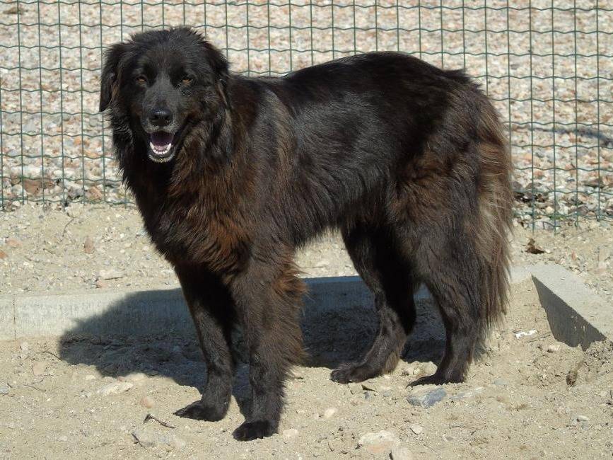 Foto 3 dell'animale