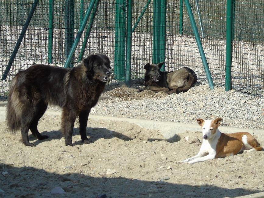 Foto 3 dell'animale