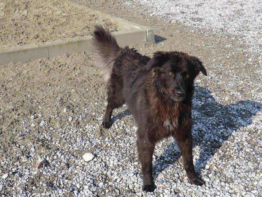 Adotta il cane Glitter a Lodi