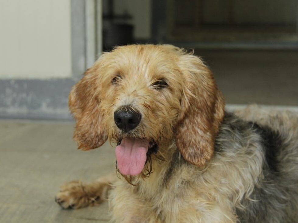 Adozione cane, maschio, Segugio Razza sconosciuta, 1 anno e 11 mesi, taglia media, Lodi