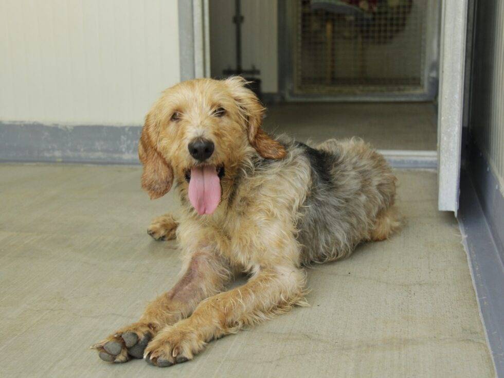 Adotta un cane, maschio, 1 anno e 11 mesi, Lodi