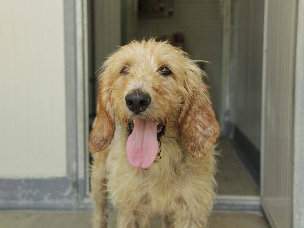 Adotta un cane, taglia media, maschio, Lodi