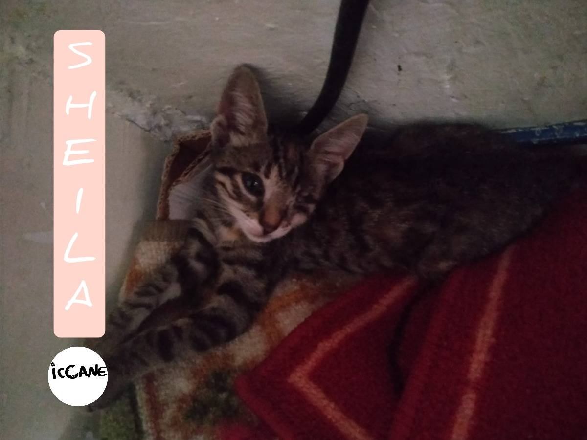 Adozione gatto, femmina, Razza sconosciuta Razza sconosciuta, 1 mesi, taglia non valida, Viterbo