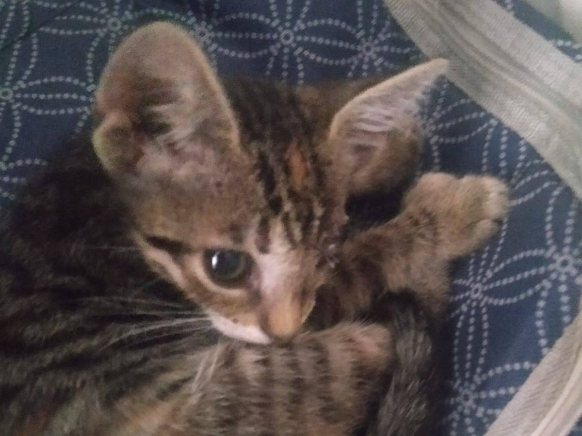 Adotta un gatto, femmina, 1 mesi, Viterbo