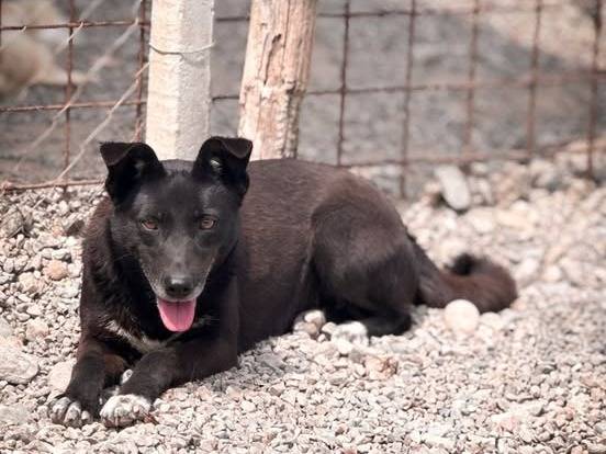 Adozione cane, femmina, Razza sconosciuta Razza sconosciuta, 8 anni e 1 mese, taglia media contenuta, Crotone