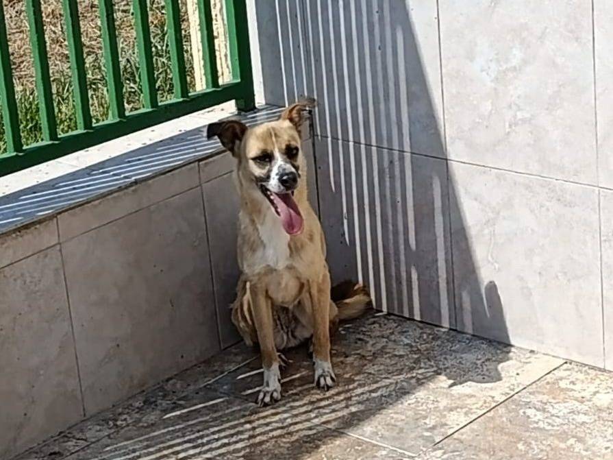 Foto 1 dell'animale