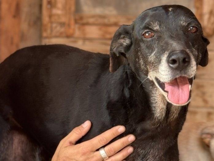 Adozione cane, femmina, Razza sconosciuta Razza sconosciuta, 7 anni e 1 mese, taglia media contenuta, Crotone