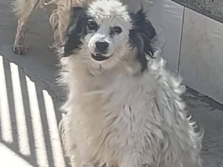 Adozione cane, maschio, Razza sconosciuta Razza sconosciuta, 12 anni e 1 mese, taglia media contenuta, Crotone