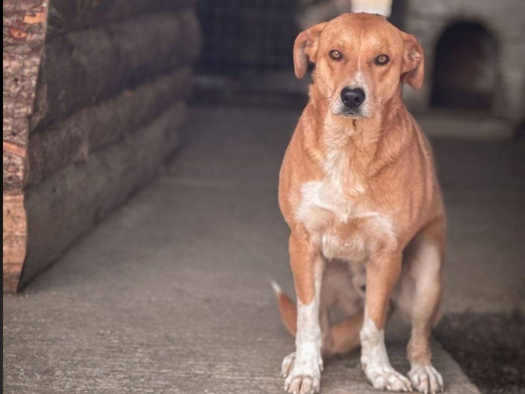 Adozione cane, maschio, Razza sconosciuta Razza sconosciuta, 4 anni e 1 mese, taglia grande, Crotone