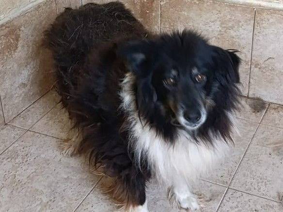 Adozione cane, maschio, Razza sconosciuta Razza sconosciuta, 12 anni e 1 mese, taglia media contenuta, Crotone
