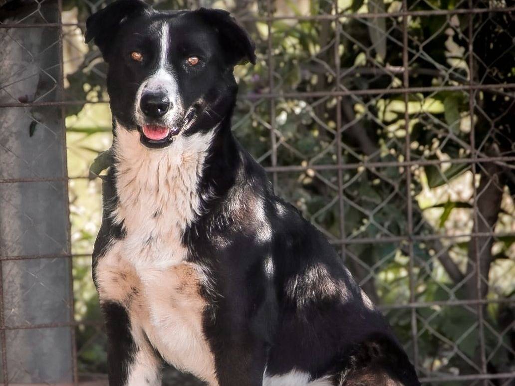 Adozione cane, femmina, Razza sconosciuta Razza sconosciuta, 4 anni e 1 mese, taglia media contenuta, Crotone