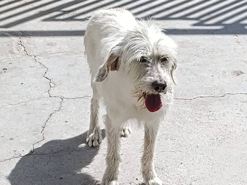 Adozione cane, femmina, Razza sconosciuta Razza sconosciuta, 10 anni e 1 mese, taglia media contenuta, Crotone