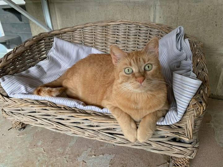 Adozione gatto, maschio, Razza sconosciuta Razza sconosciuta, 5 anni e 3 mesi, taglia non valida, Genova