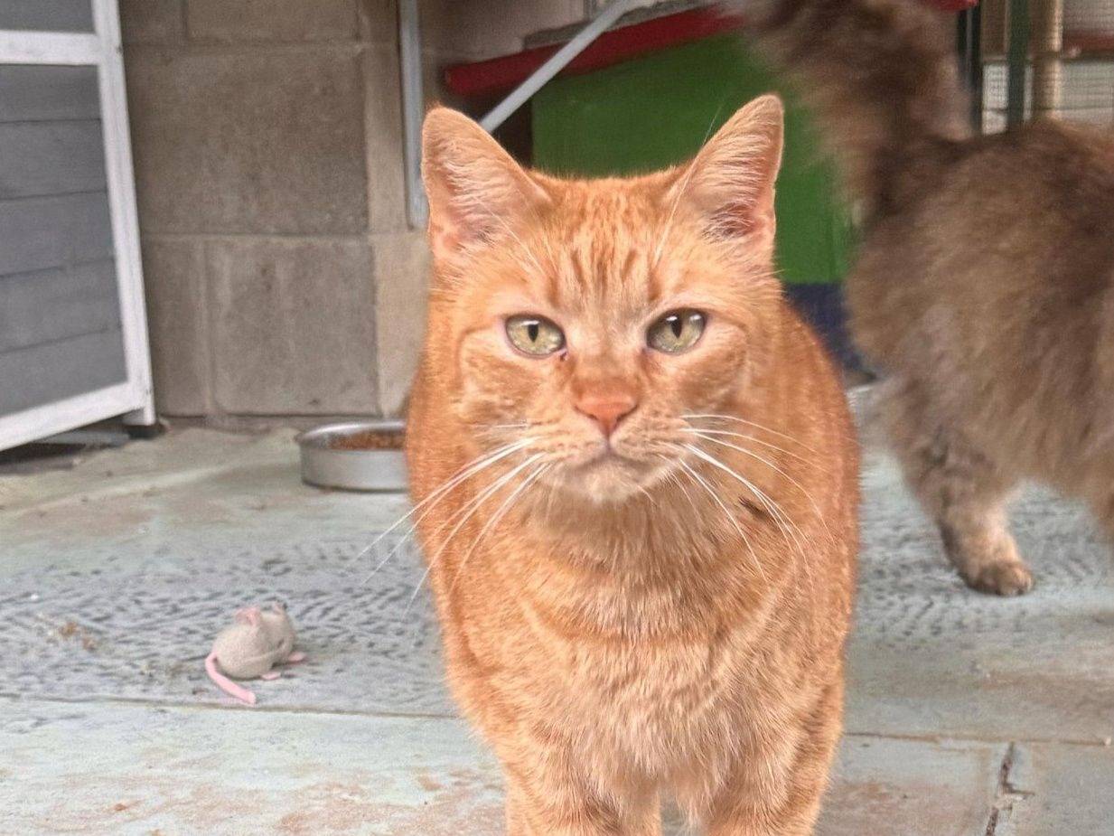 Adotta un gatto, maschio, 5 anni e 3 mesi, Genova