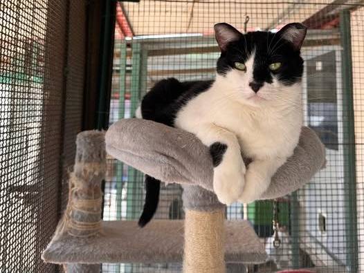 Adozione gatto, maschio, Razza sconosciuta Razza sconosciuta, 9 anni e 1 mese, taglia non valida, Genova