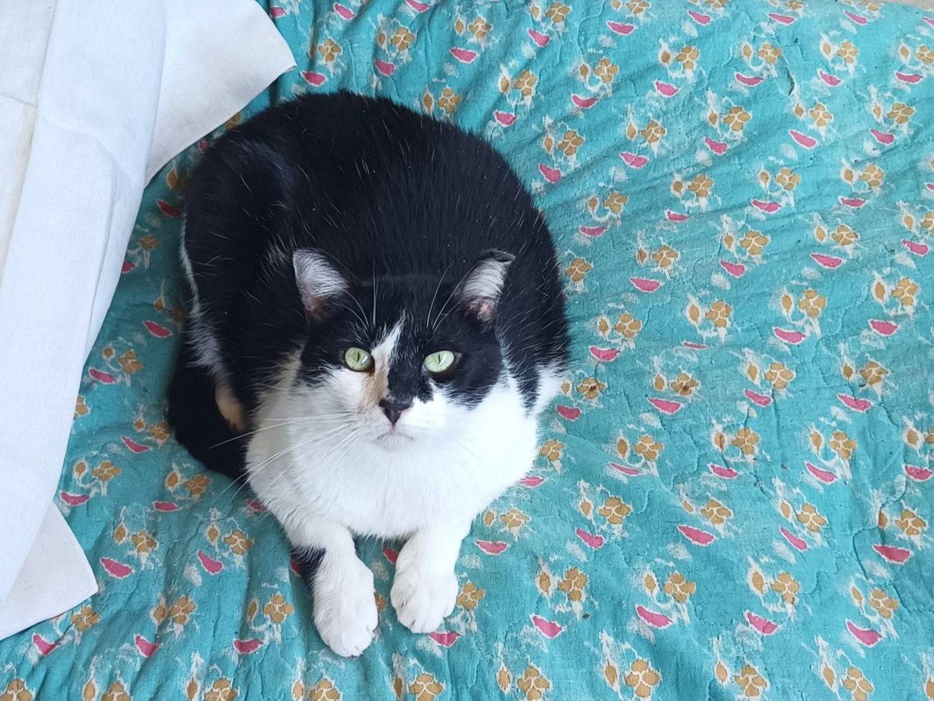 Adotta un gatto, maschio, 9 anni e 1 mese, Genova