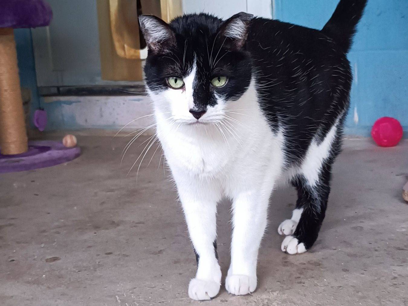 Adotta un gatto, taglia non valida, maschio, Genova