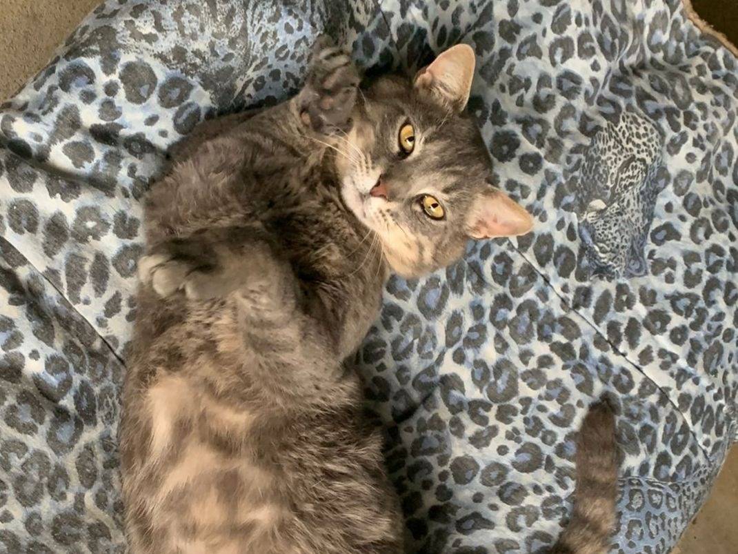 Adozione gatto, maschio, Razza sconosciuta Razza sconosciuta, 8 anni e 3 mesi, taglia non valida, Genova