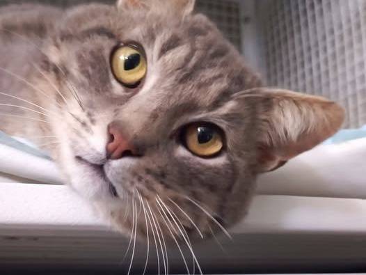 Adotta un gatto, maschio, 8 anni e 3 mesi, Genova