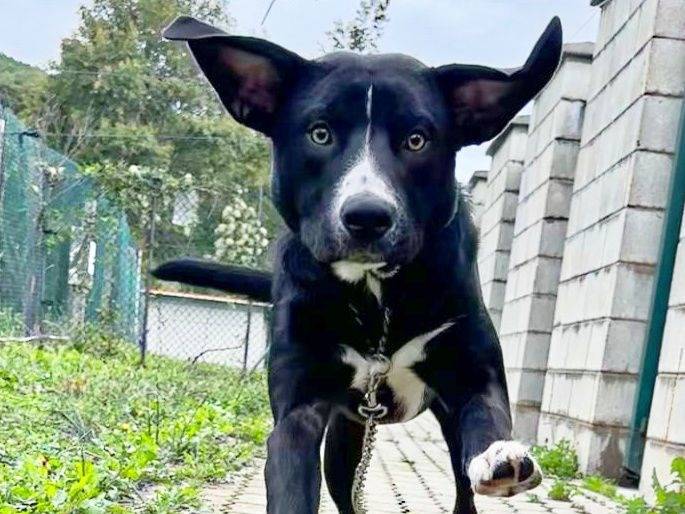 Adozione cane, maschio, Razza sconosciuta Razza sconosciuta, 9 mesi, taglia media, Genova