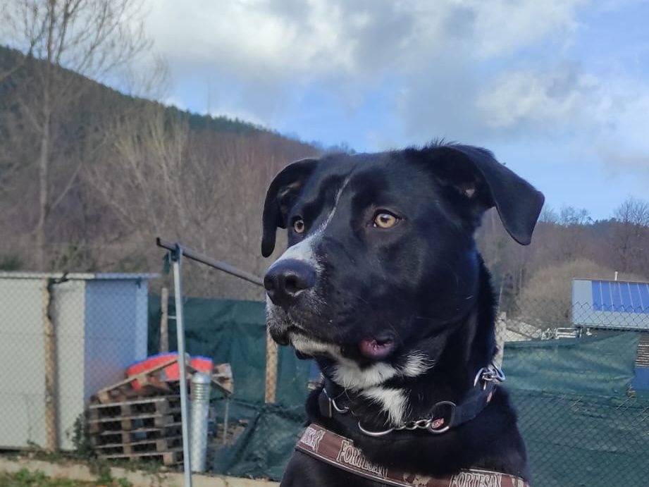Adotta un cane, maschio, 9 mesi, Genova