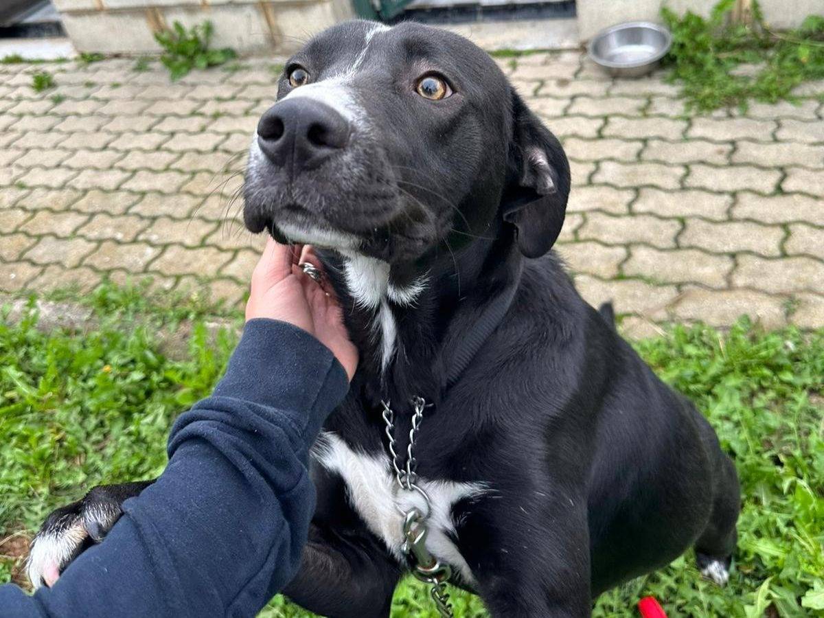 Adotta un cane, taglia media, maschio, Genova
