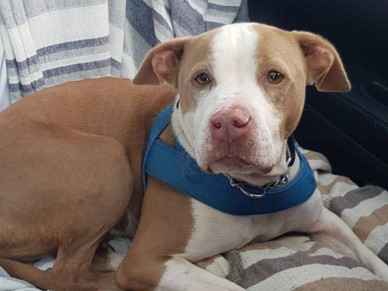 Adotta un cane, femmina, 10 anni e 6 mesi, Genova