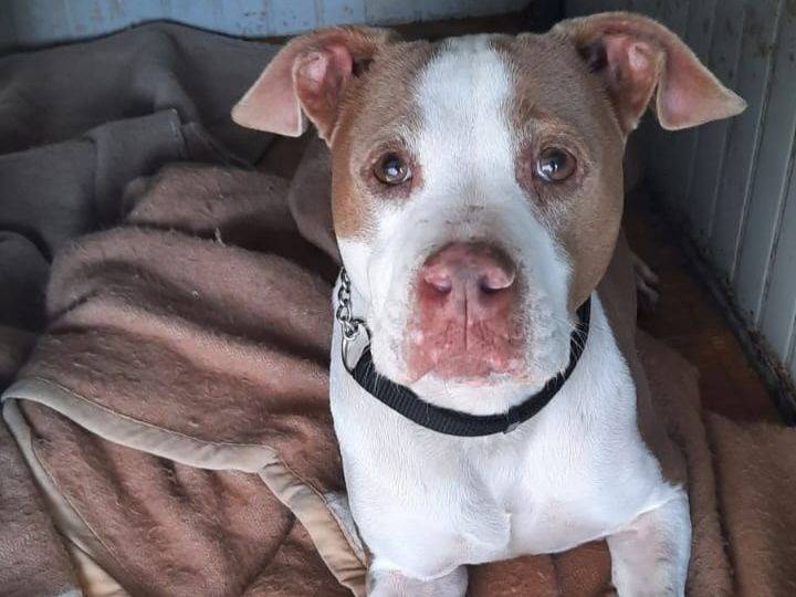 Adotta un cane, taglia media, femmina, Genova