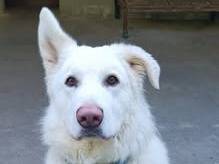 Adozione cane, maschio, Pastore svizzero Razza sconosciuta, 3 anni e 9 mesi, taglia media, Genova